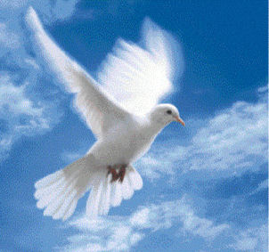 Scopri di più sull'articolo Meditazione di Rete per sostenere le persone colpite e Madre Terra: un volo di colombe..