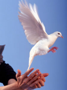 Natura