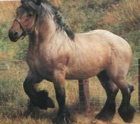 cavallodatiro