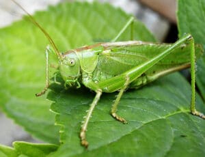 CantoGrilli