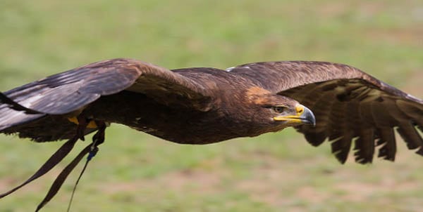 Aquila
