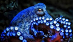 octopus