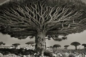 ancient trees beth moon