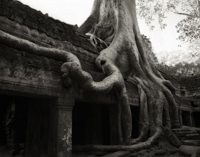 ancient trees beth moon1