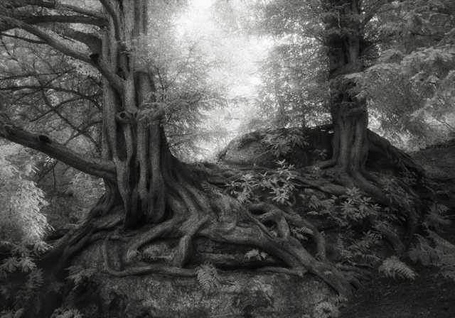 ancient trees beth moon2