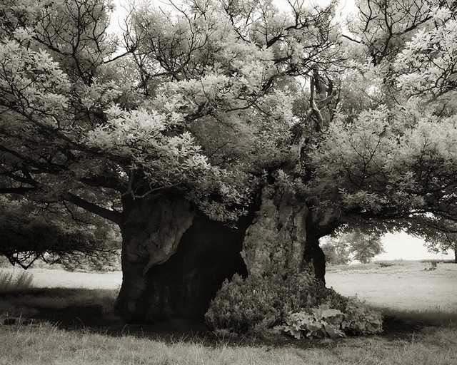 ancient trees beth moon3