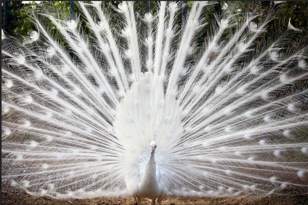 PavoneBianco1