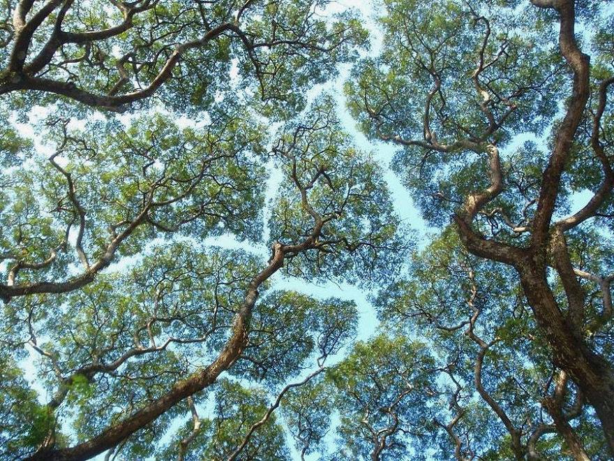 Scopri di più sull'articolo La timidezza botanica: l’incredibile comportamento degli alberi