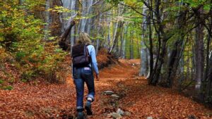 forestwalk