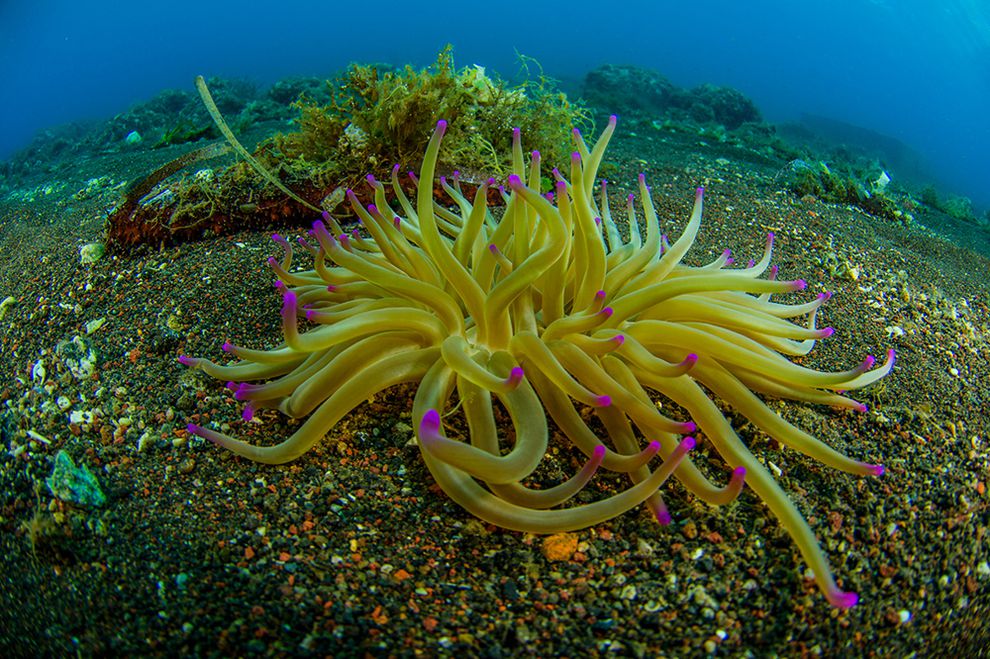 Un anemone dorato ultraterreno (Condylactis aurantiaca) fiorisce nelle acque delle Isole Eolie. (Foto: Juan Cuetos / © OCEANA / flickr) Un anemone dorato ultraterreno (Condylactis aurantiaca) fiorisce nelle acque delle Isole Eolie. (Foto: Juan Cuetos / © OCEANA / flickr)