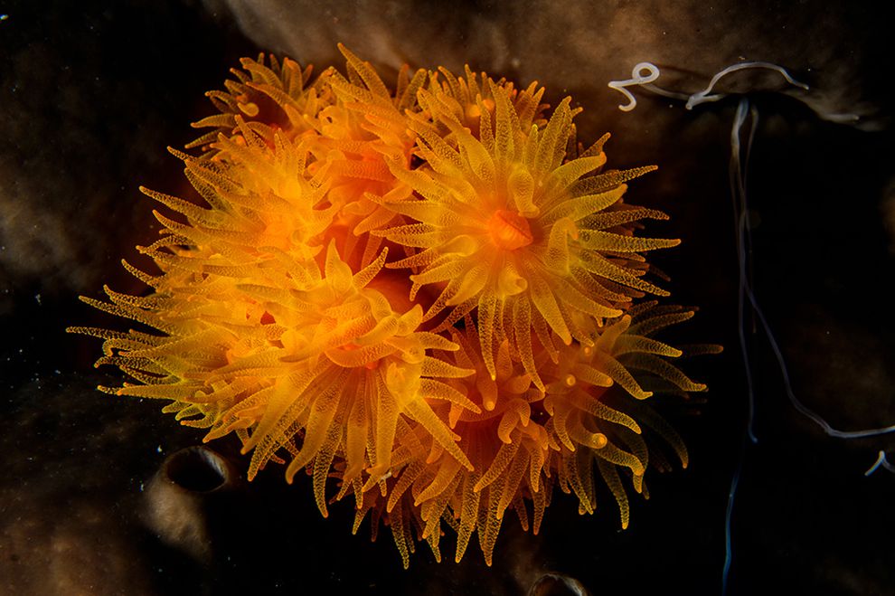 (Foto: Juan Cuetos / © OCEANA / flickr) (Foto: Juan Cuetos / © OCEANA / flickr)