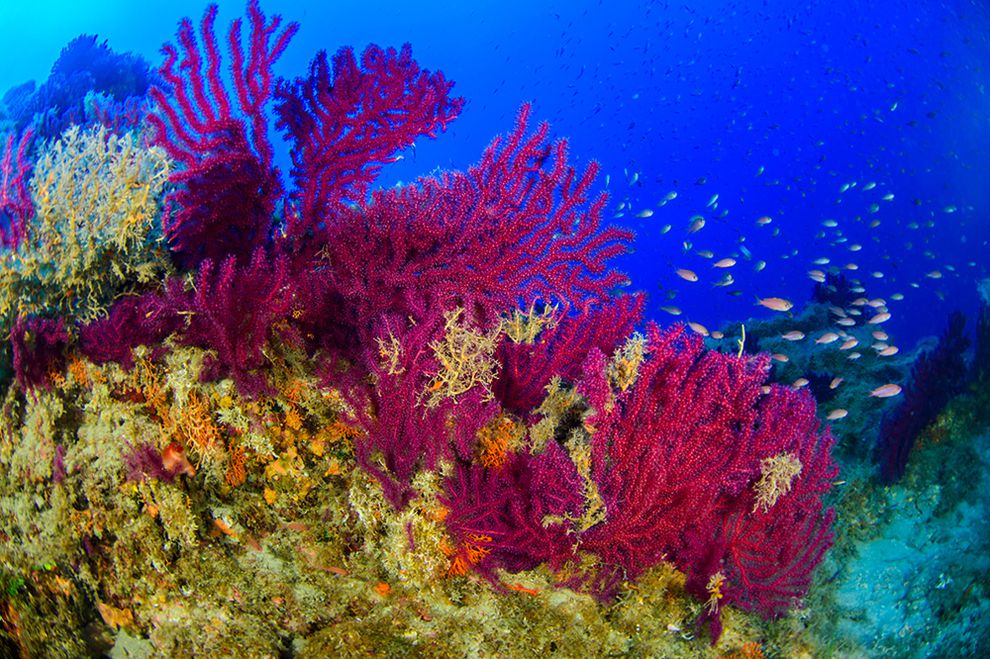 Scopri di più sull'articolo Sicilia: scoperte splendide foreste coralline intorno ai vulcani sottomarini delle Eolie