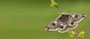 moth