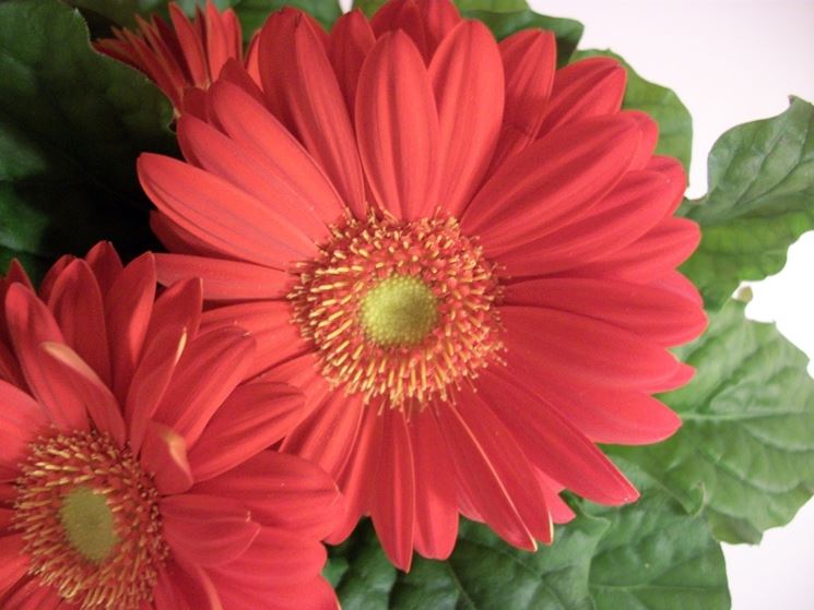 gerbera