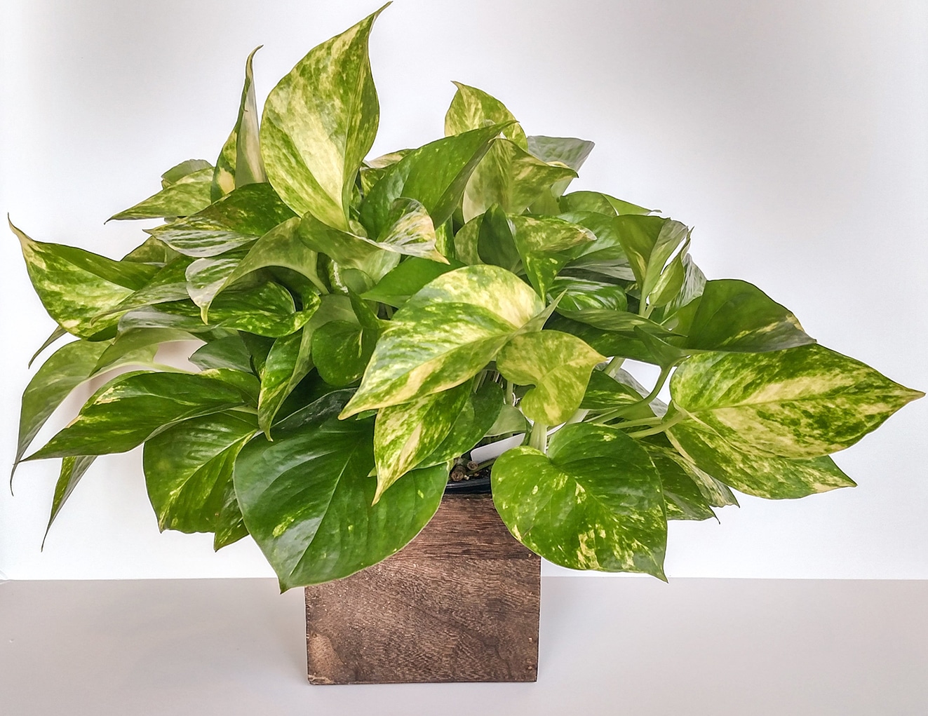 pothos