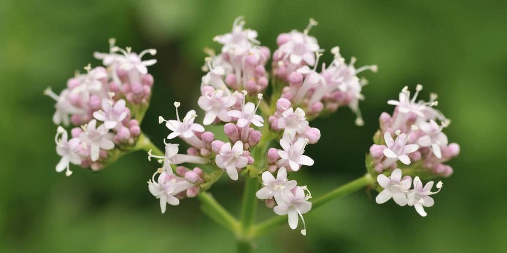 valeriana