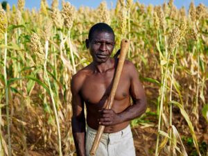 seedsafrica