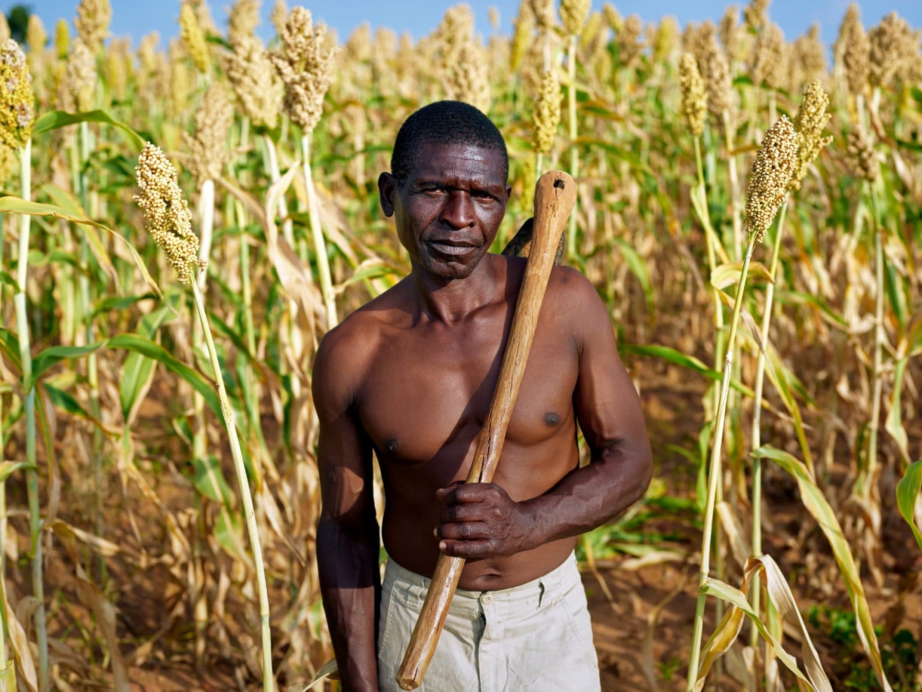 Scopri di più sull'articolo Zimbabwe: un numero crescente di agricoltori sta tornando all’uso di semi indigeni