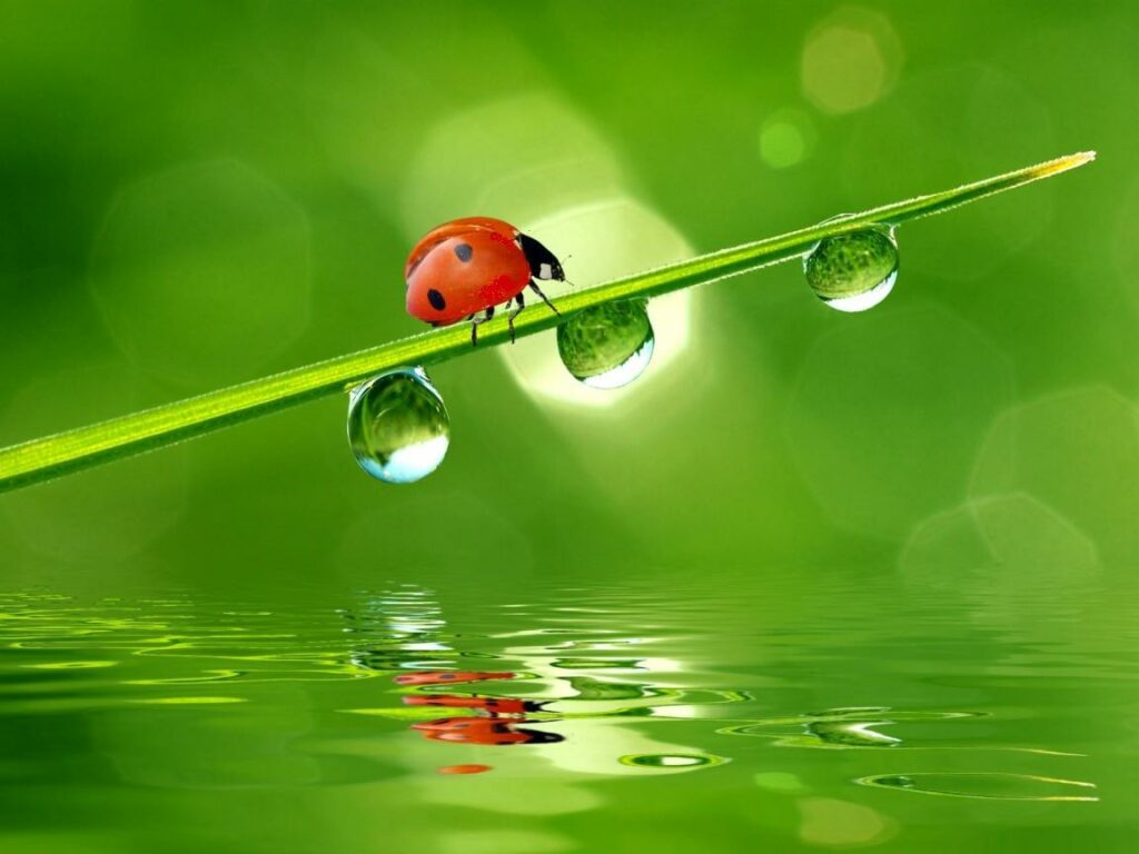coccinella