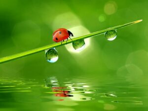 coccinella
