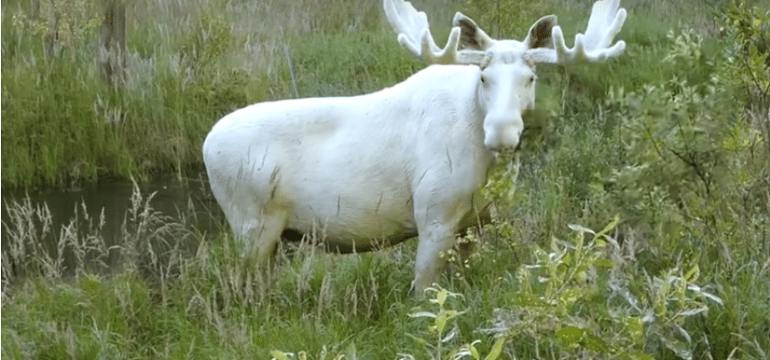 Scopri di più sull'articolo Raro alce bianco fotografato in Svezia