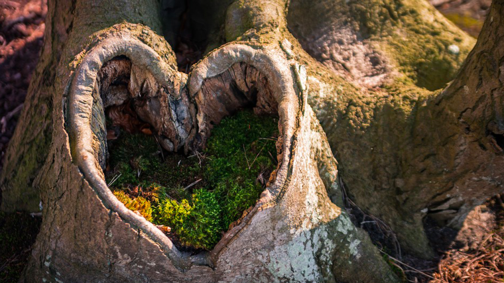 naturalmente